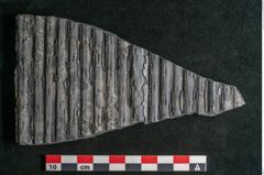 Foto (Detailansicht) von Sigillaria elongata Brongniart (NHMW-GEO-2024-0188-11059)